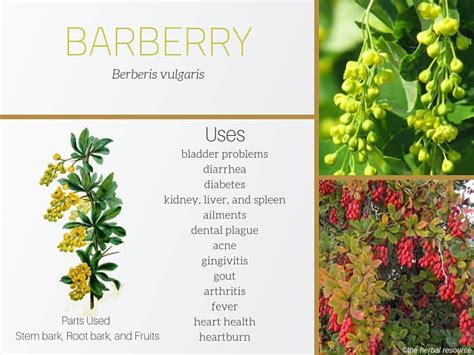 benefits of barberries for women.